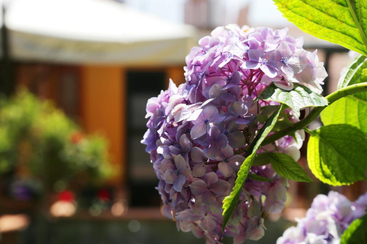 Casa Rosaria Amalfi Coast Bed and Breakfast Vietri Eksteriør billede